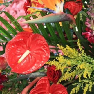 Tropical Spray Designer's Choice