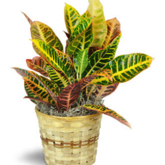 Medium Croton Plant