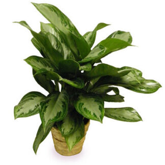 Medium Chinese Evergreen