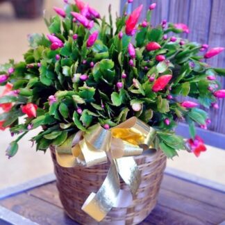 Larger Christmas Cactus