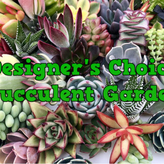 Extra Large Succulent Garden
