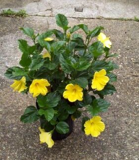 Blooming outdoor bush