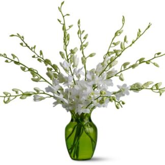 Serenity Orchids