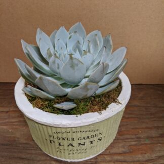 Garden Succlent
