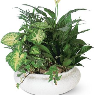 Medium 8" Dish Garden