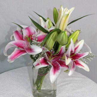 Stargazers in a Vase