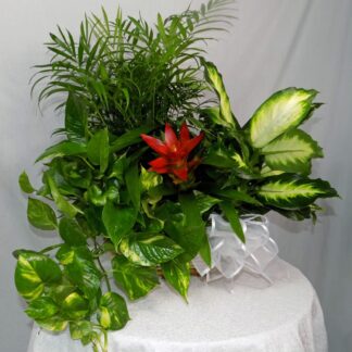 Blooming Plant Basket Medium