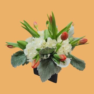 Tulips & Hydra Cube