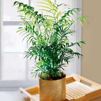 Palm Plant in Metal Pot