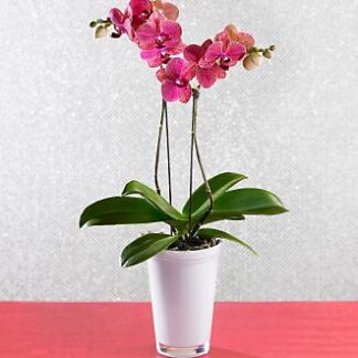 Beauty Blooms Orchid Plant