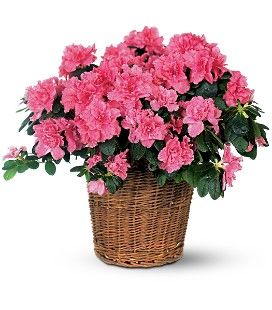 Azalea Basket