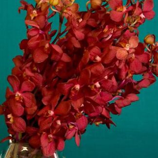 Garnet Orchid Bouquet
