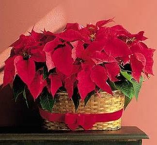 Large Double Poinsettia Basket