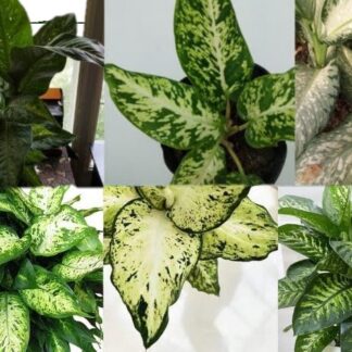 Designer's Choice Diffenbachia Small