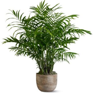 Paradise Palm