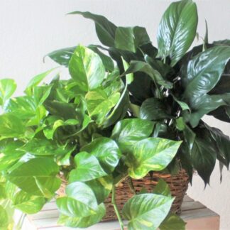 Two Small Designer's Choice Plants