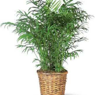 Parlor Palm