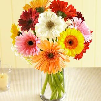 Gerbera Daisy Bouquet