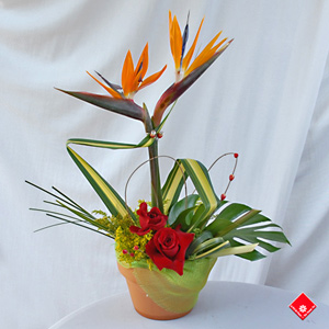 Bird of Paradise Topiary