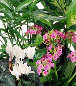 Heroman's Blooming Plants