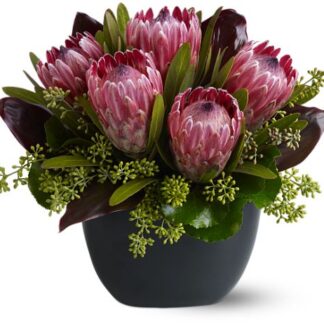 Positively Protea