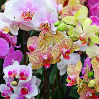 Medium Designer's Choice Orchid Plant