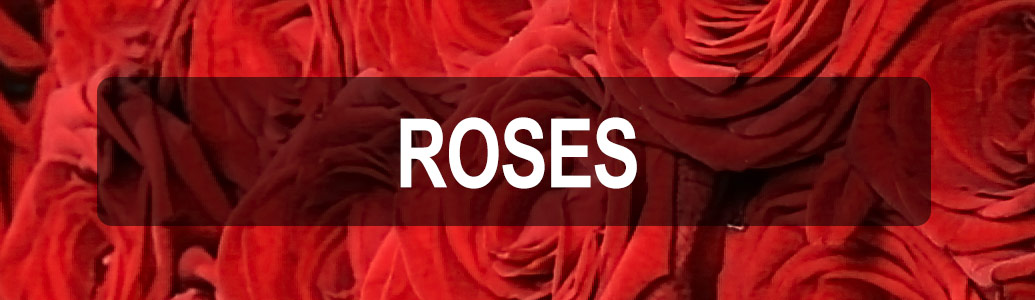Order Roses Now
