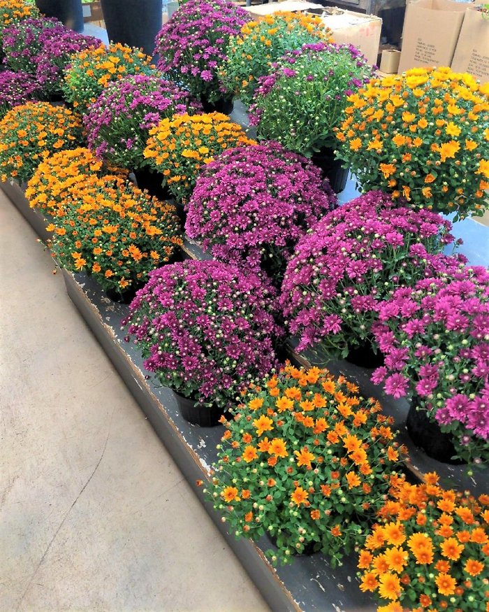 Pot Mum in a basket