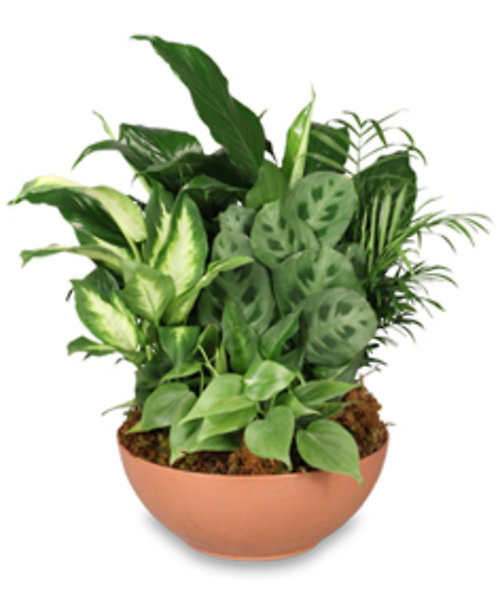 Extra Large Dish Garden