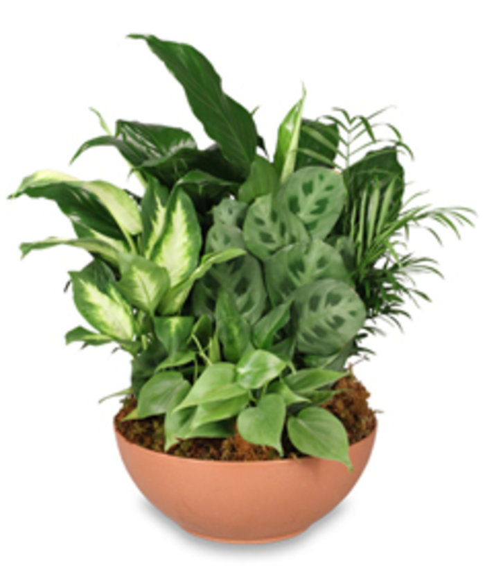 Extra Large Dish Garden