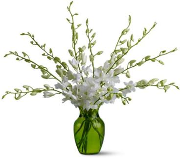 Serenity Orchids Baton Rouge La Florist Same Day Flower Delivery For Any Occasion