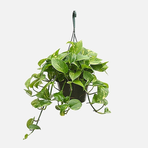 Hanging Pothos Ivy