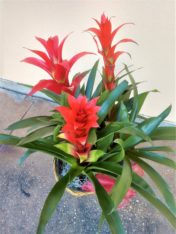 Bromeliad Garden