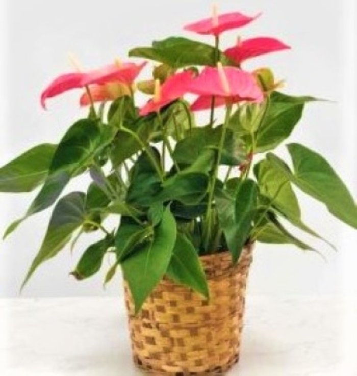 Medium Anthurium Plant