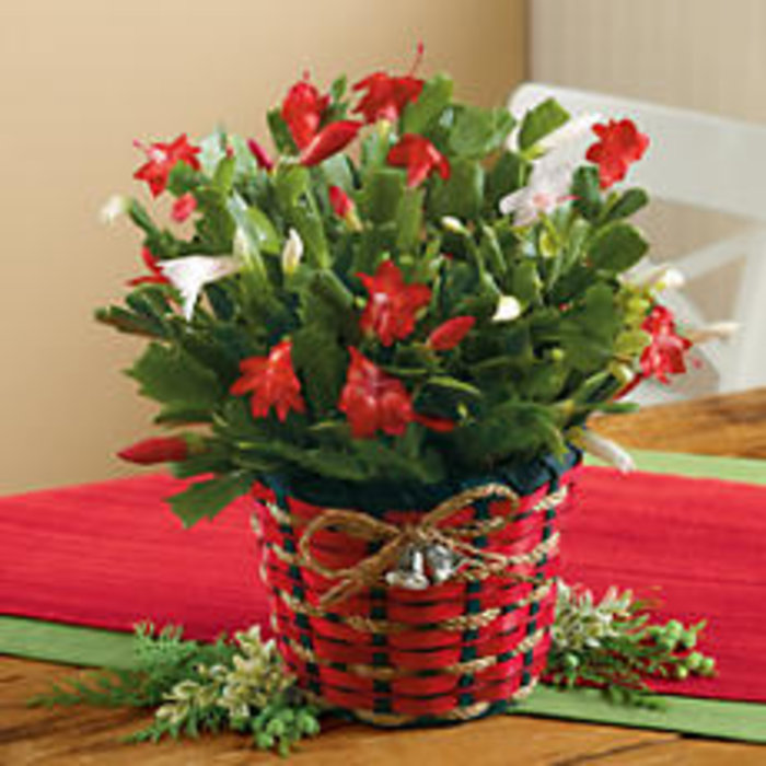 Christmas Cactus