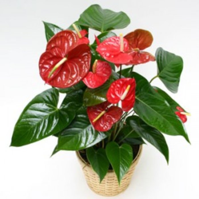 Small Anthurium Plant in a Basket