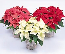 Pick your color Poinsettia Medium