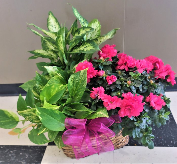 Azalea Attraction Garden Basket