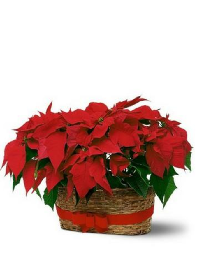 Baby Poinsettia Double Basket
