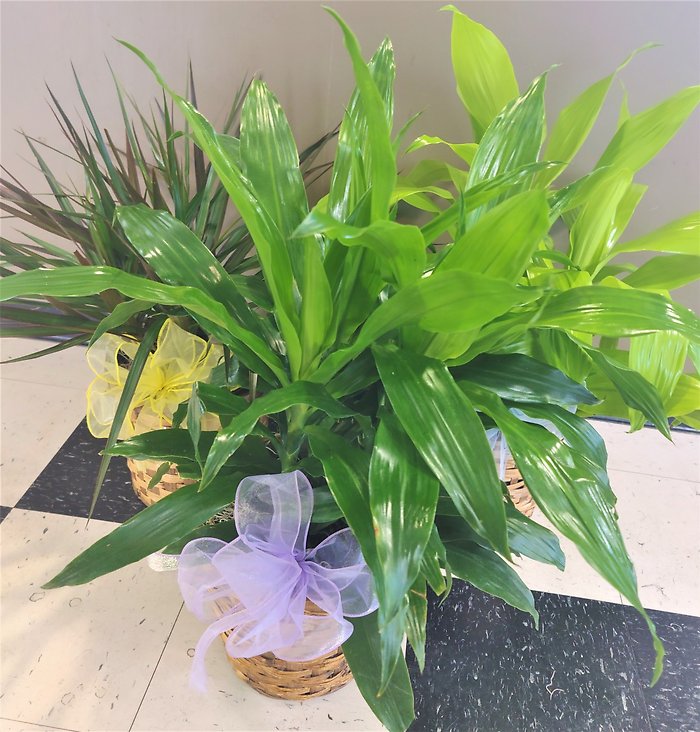 Designer\'s Choice Dracena Medium