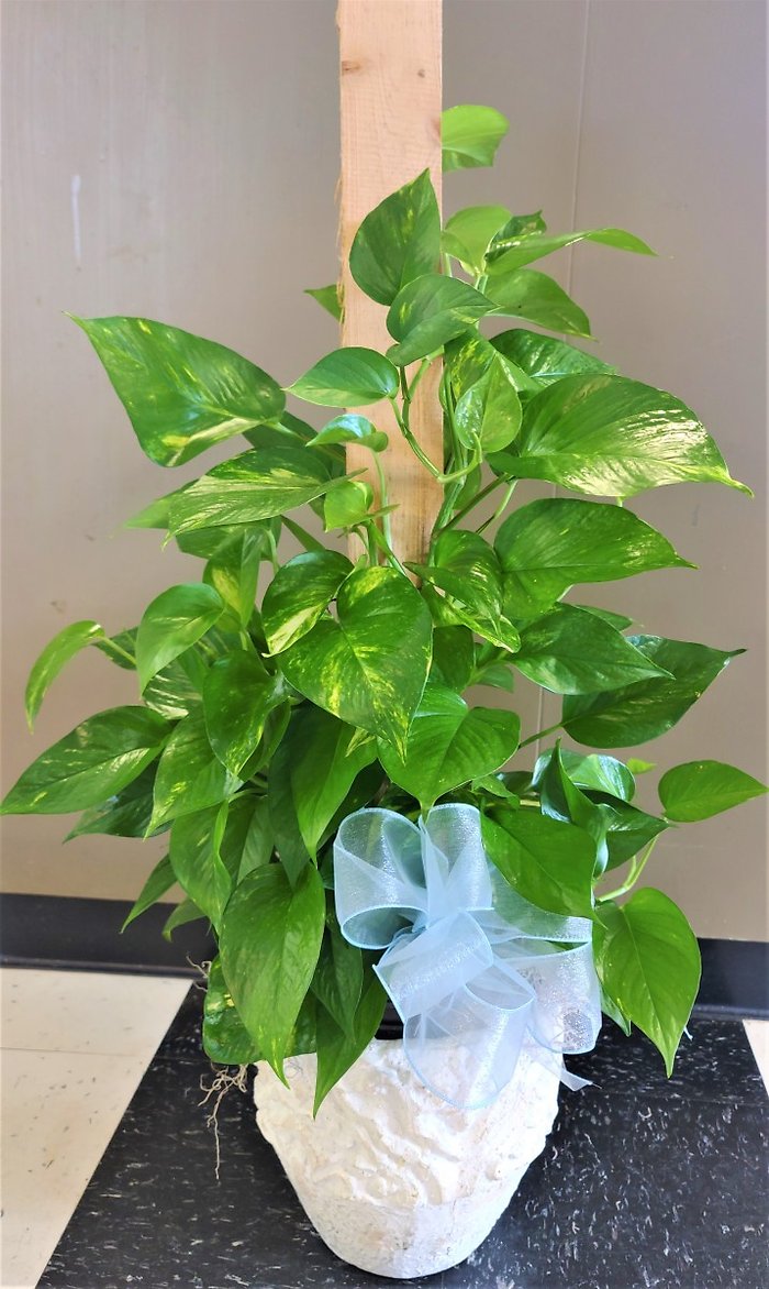 Medium Pothos Pole Ivy