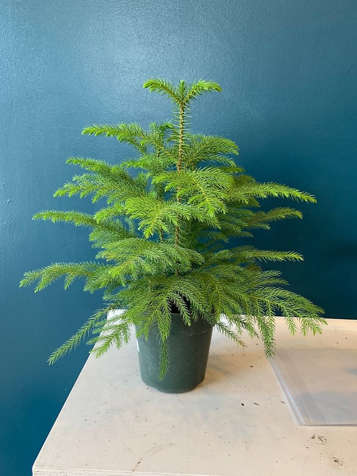 Small Norfolk Pine