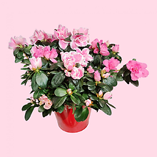 Azalea Plant in a Container