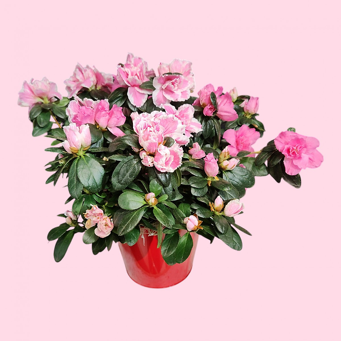 Azalea Plant in a Container