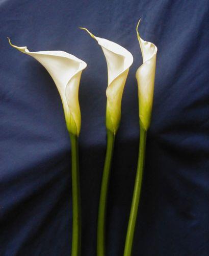 Large Calla Lily