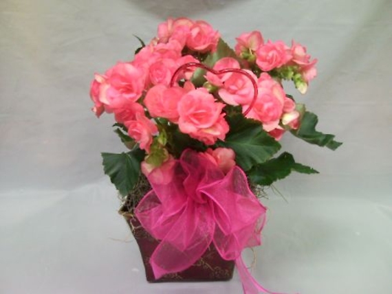 Begonia