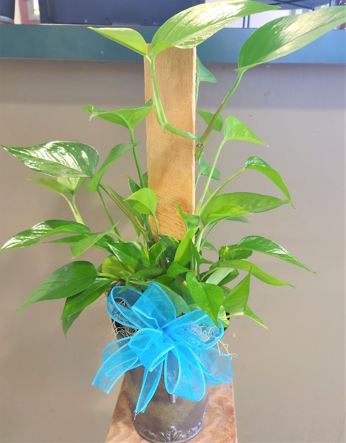 Small Pothos Pole Ivy Plant