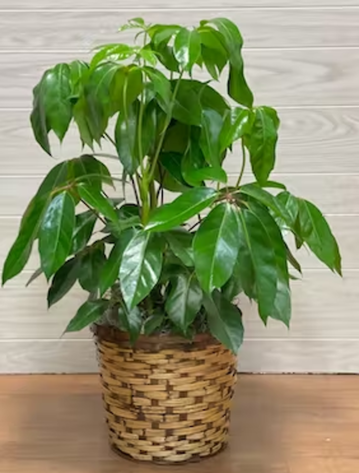 Large Schefflera Plant