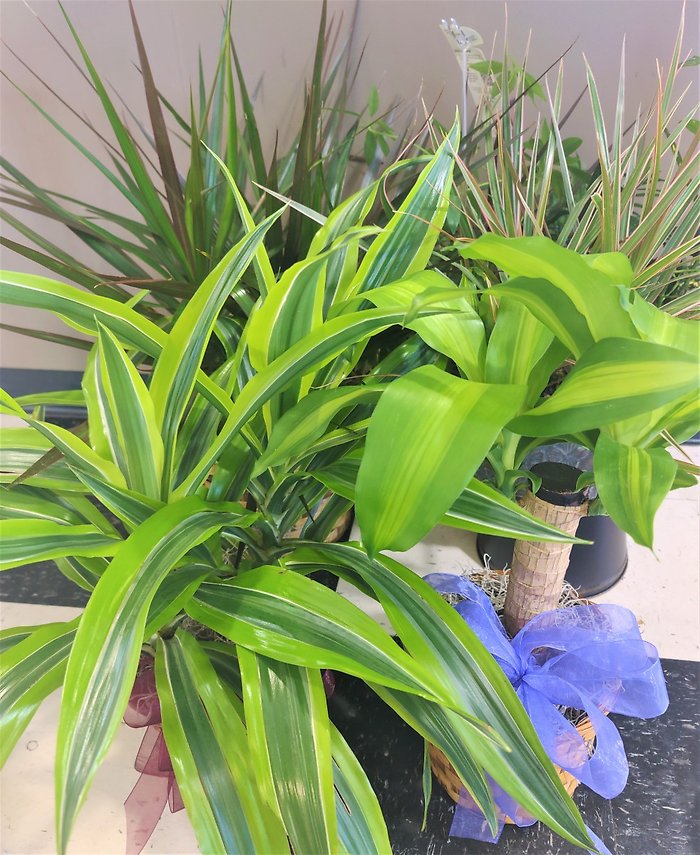 Designer\'s Choice Dracena Small