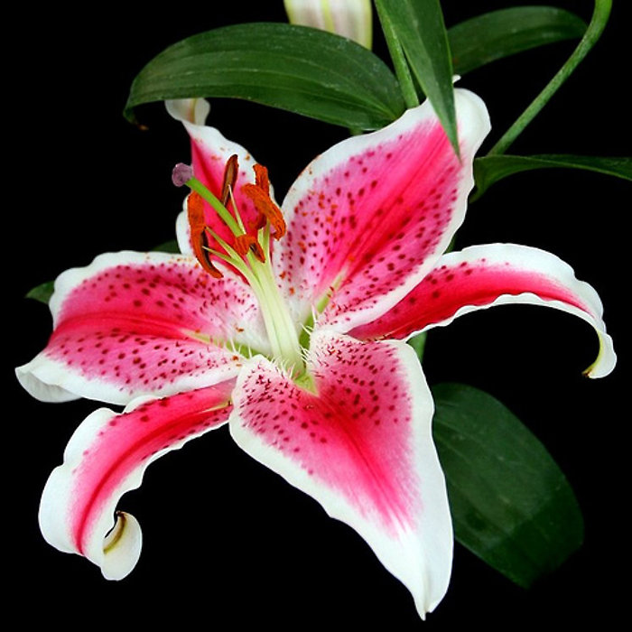 Oriental Lilies
